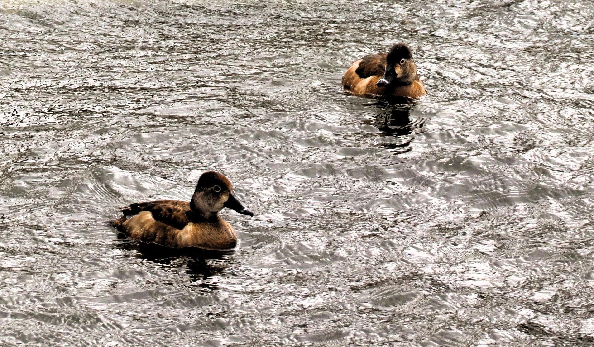 Ring-necked ducks on Little Lake, Peterborough, March 29, 2026 (photo by Lou Smylis)