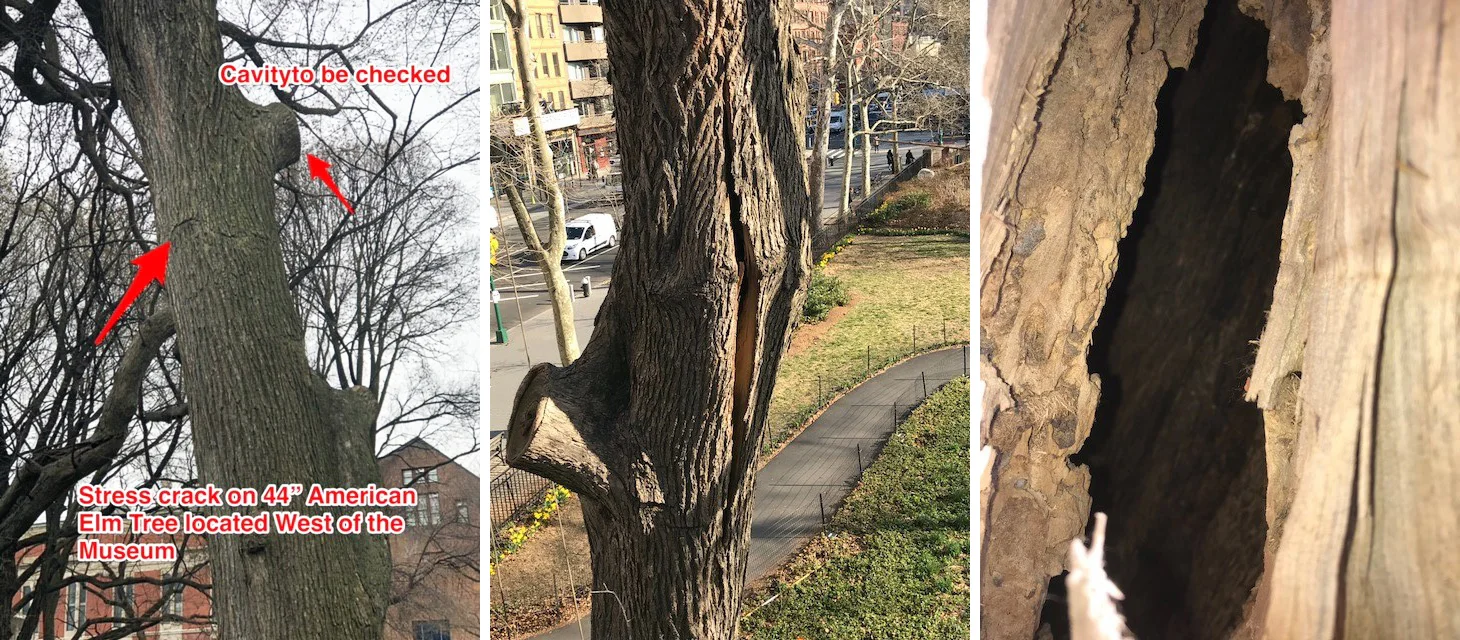 American-Elm_removal_details-1 (1).jpg