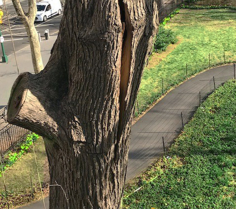 Alert: Hazardous Tree Removal