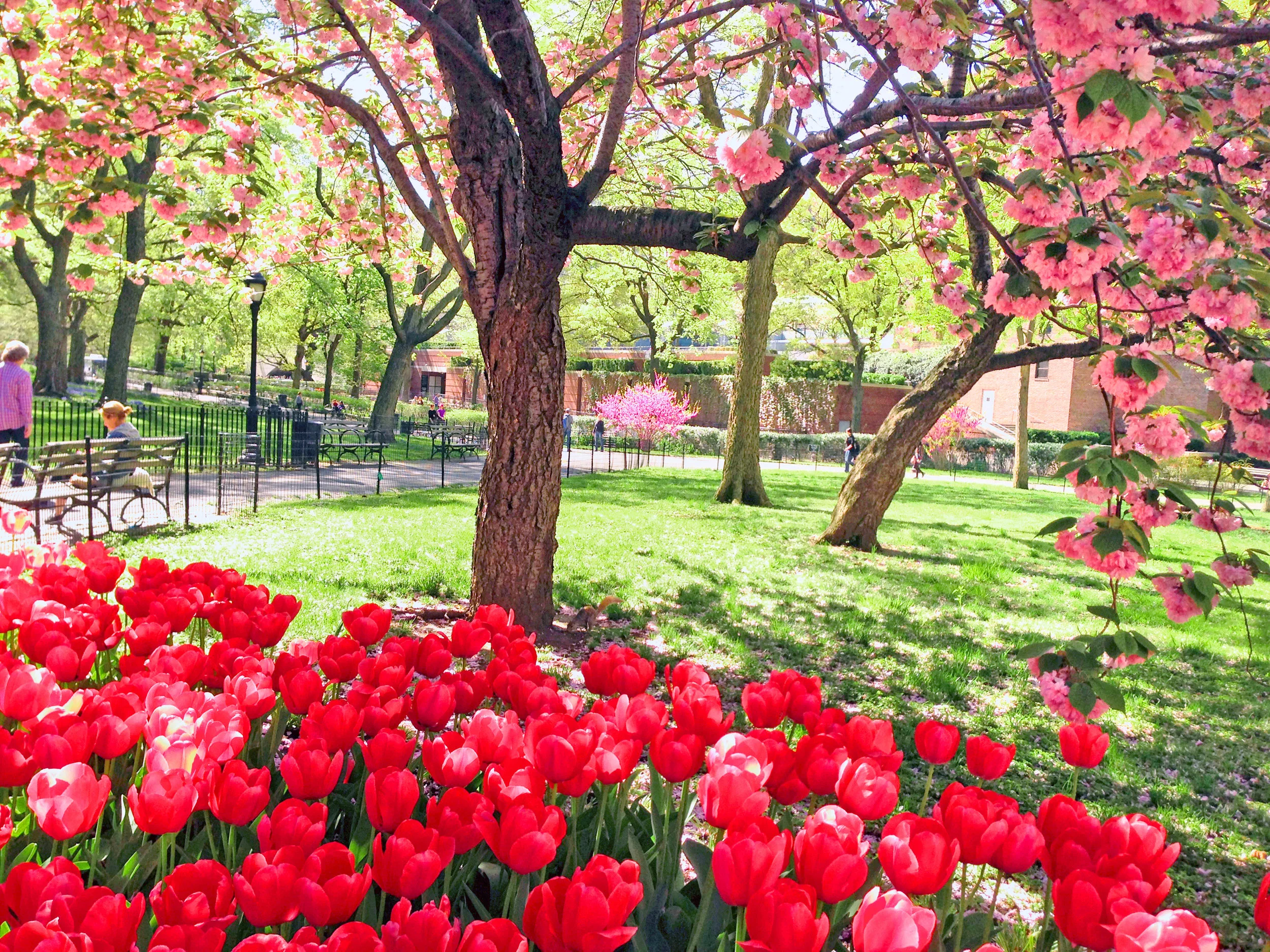 Flowers-in-Theodore-R-Park_edit.jpg
