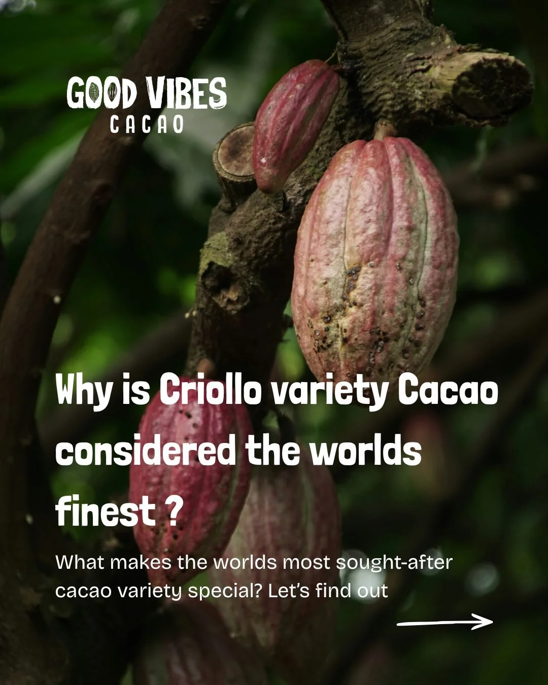 Not all cacao is created equal! ☕️

Criollo cacao is one of the rarest and most sought-after cacao varieties in the world, making up less than 5% of global production. 

✅ It&rsquo;s naturally smooth due to its low tannin content, making it less bitt