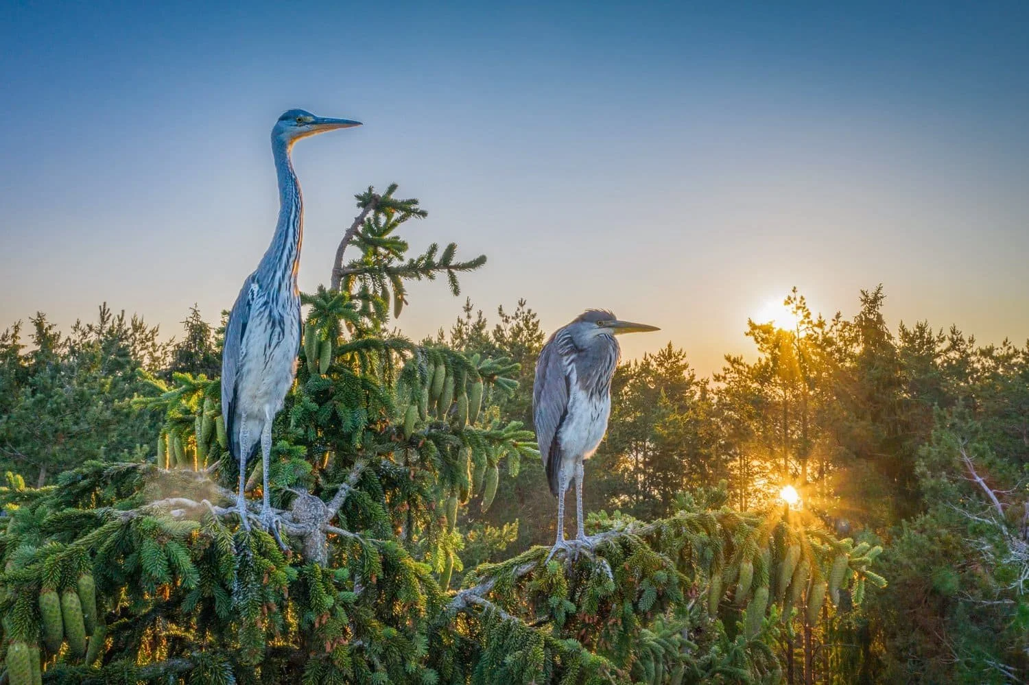 Grey herons
