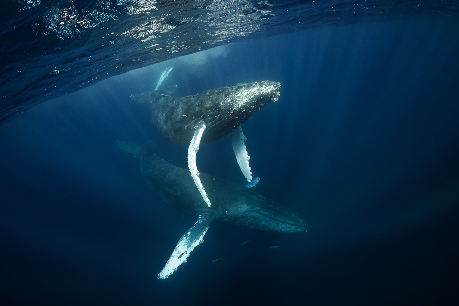 Mexican humpback whales