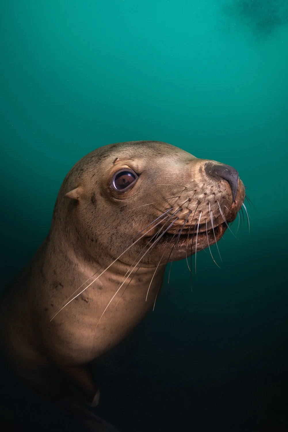 Steller sea lion portrait