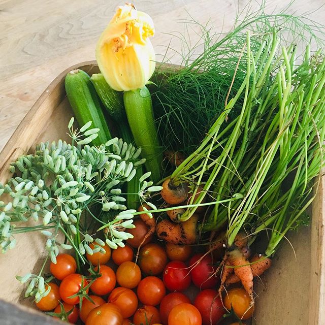 How many fruit and veg do you eat a day?
This summer I decided to try and grow a few vegetables🥬 and herbs🍃. Some things worked better than others 😀. I&rsquo;m afraid the salad leaves and green beans were mostly eaten by snails🐌
However, I was ve