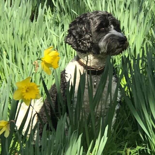 Sunshine after a rainy day 🌈

It&rsquo;s such a joy to walk in wonderful green spaces with spring flowers at their best. Even better on a sunny day with Oscar. 
Studies have shown that living within 300m of urban green space such as parks or play ar