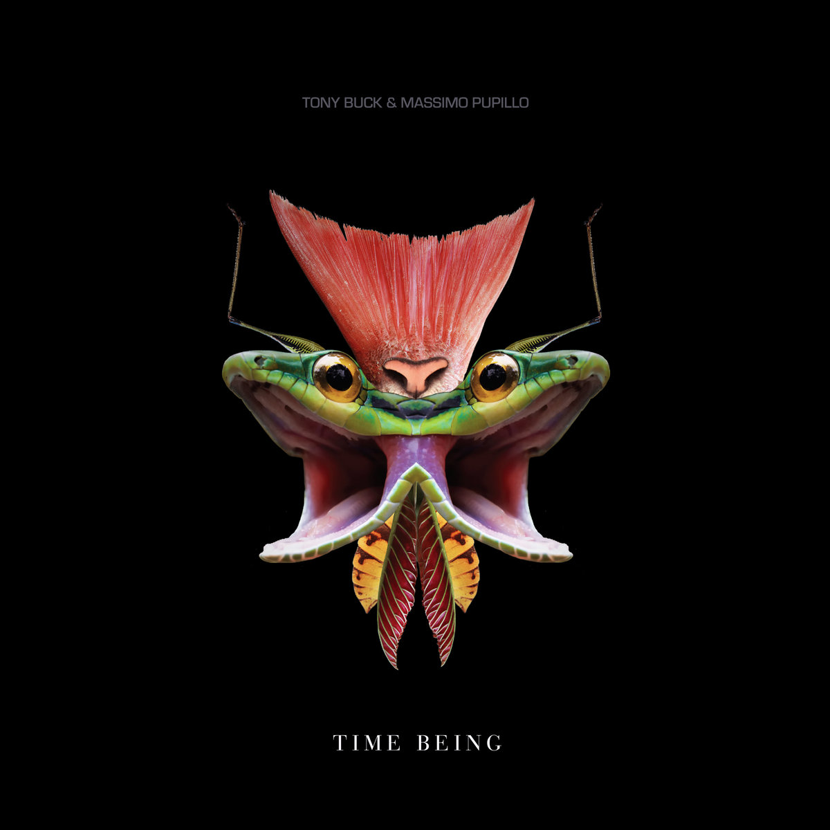 Time Being - MASSIMO PUPILLO &amp; TONY BUCK