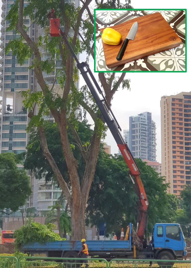 Downtown Singapore : high, heavy branches are cut for safety and they’re perfect for our URBAN GROWN hardwood Live Edge Cutting Boards