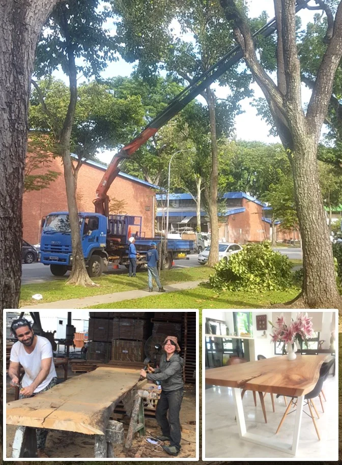 Eunos area : Angsana trees cut for en-bloc development have a second life as our Solid Slab Dining Tables