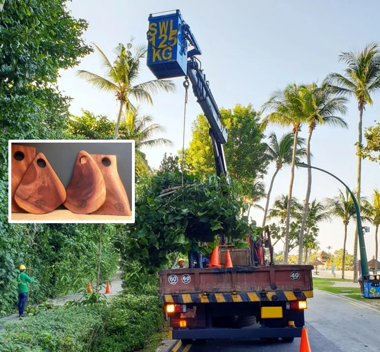 NO DEFORESTATION, NO LOSS of NATURAL HABITATS : “man-made” tropical paradise, Sentosa Island is landscaped to movie-set perfection. The hardwood cuttings are a great source for our Artisanal / Shaped Cutting Boards