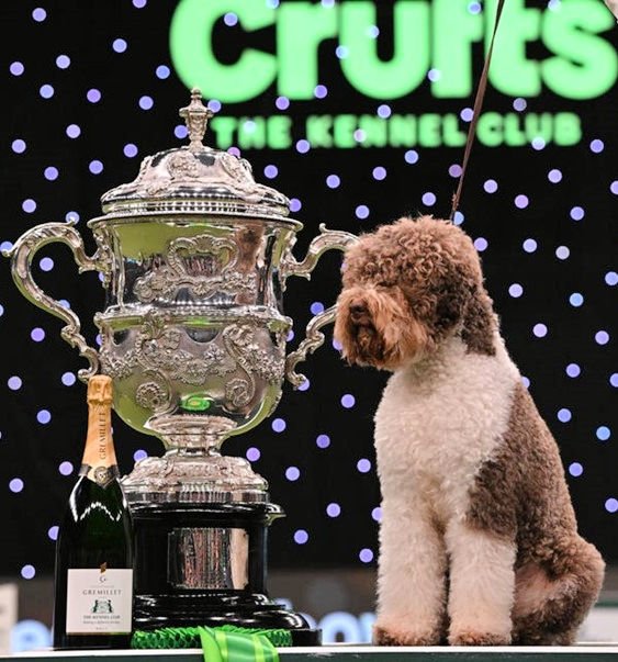 crufts.jpg