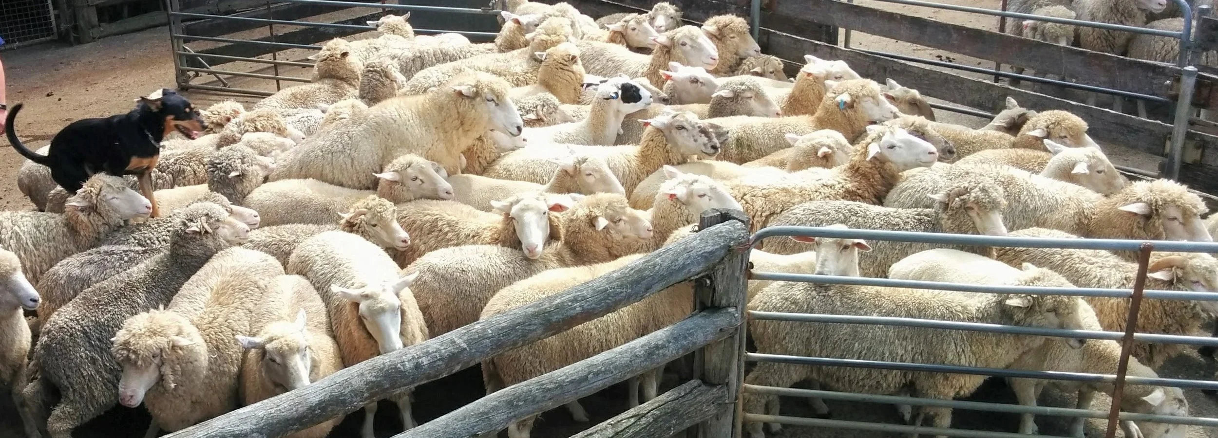 Sydney Sheep Farm Tour