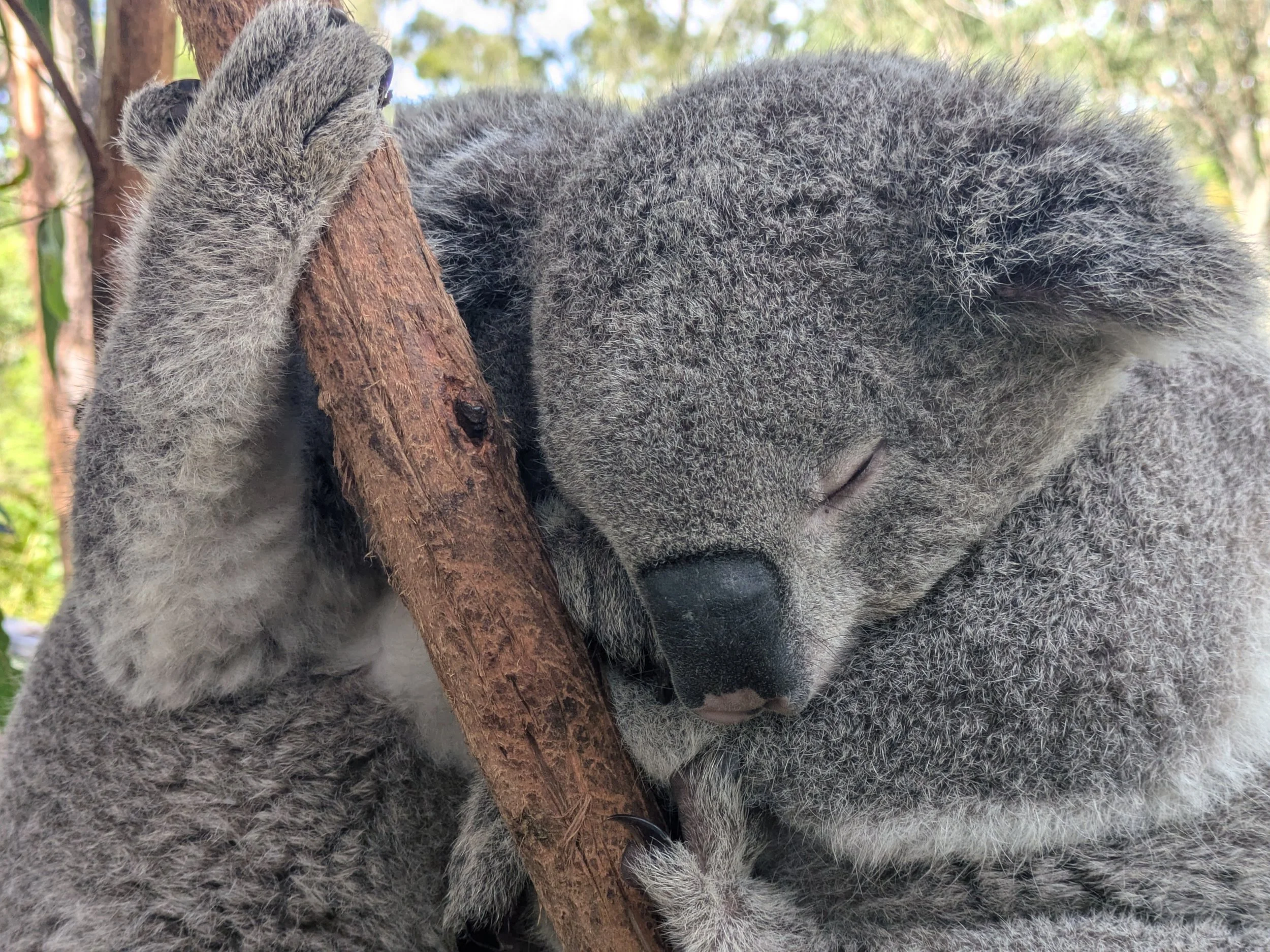 Koalas, Kangaroos, Waterfalls and Scenic Train Journey  