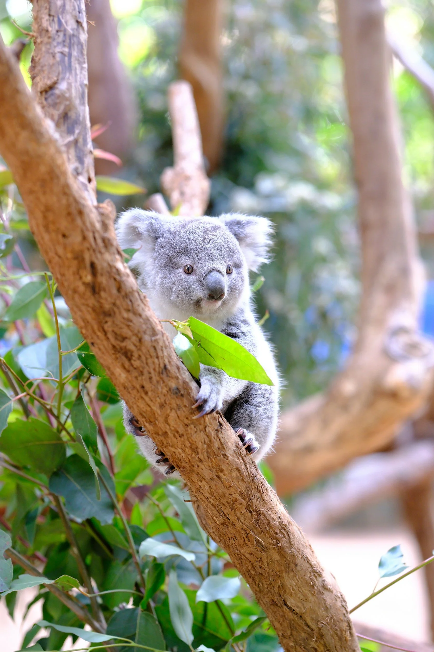 Australian koala tour