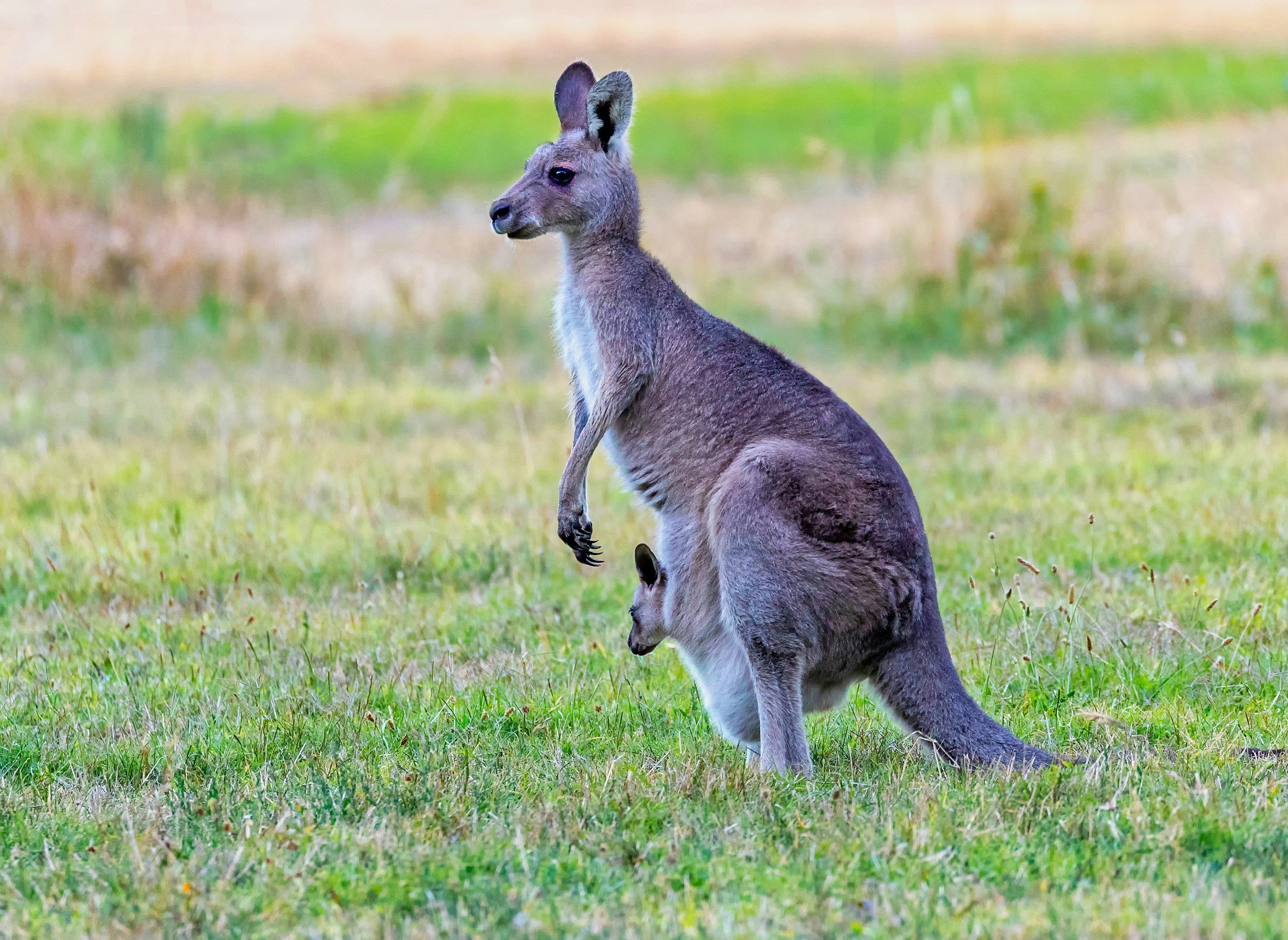 See wild kangaroos near Sydney