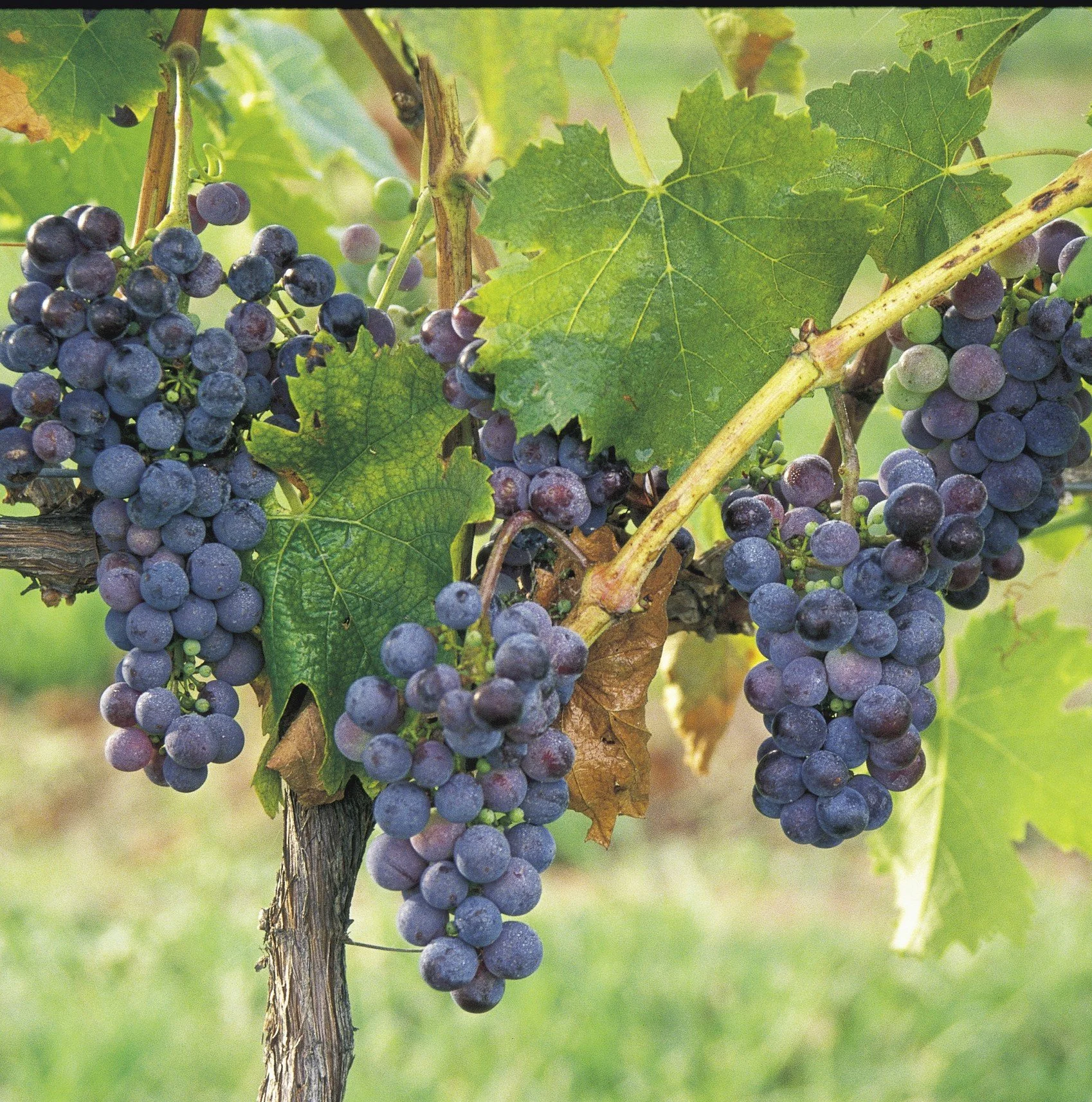  Hunter Valley Tour 