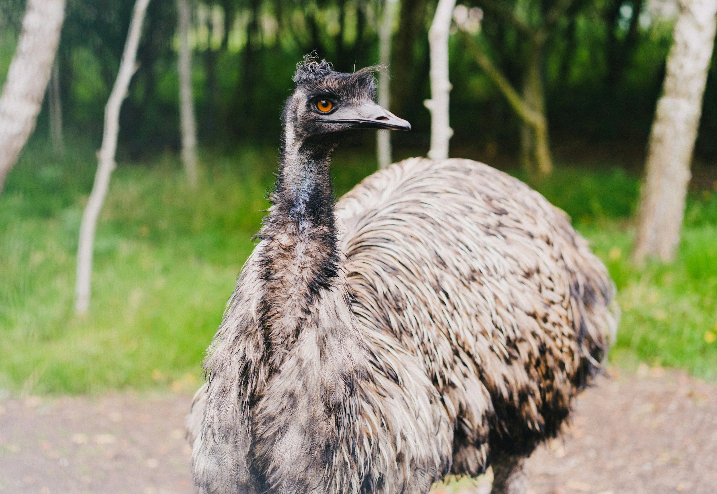 Feed wild emus