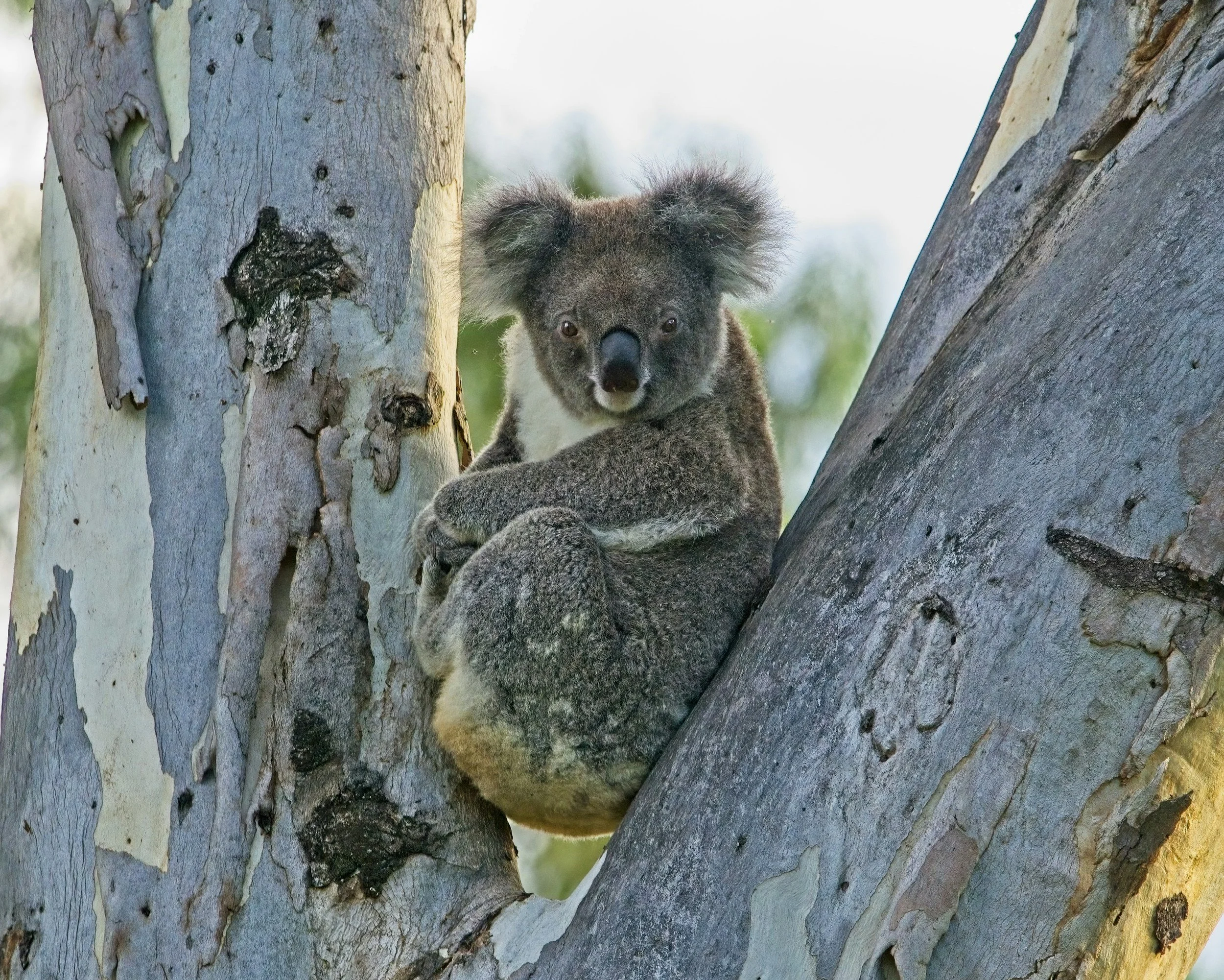 Daily Blue Mountains tour to pat a koala