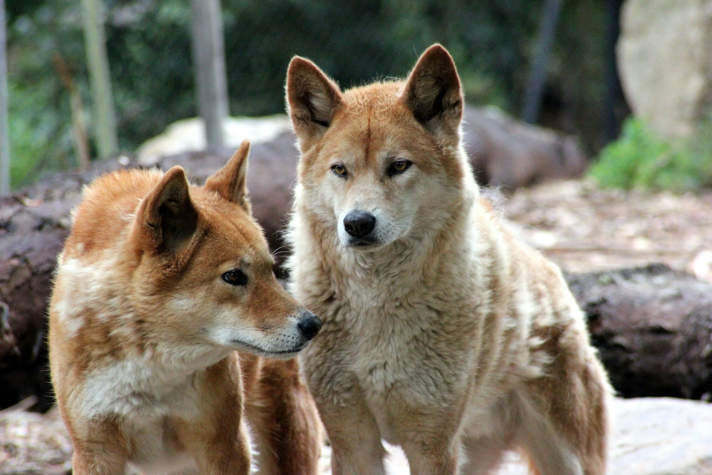 See dingoes and learn about their ecological importance