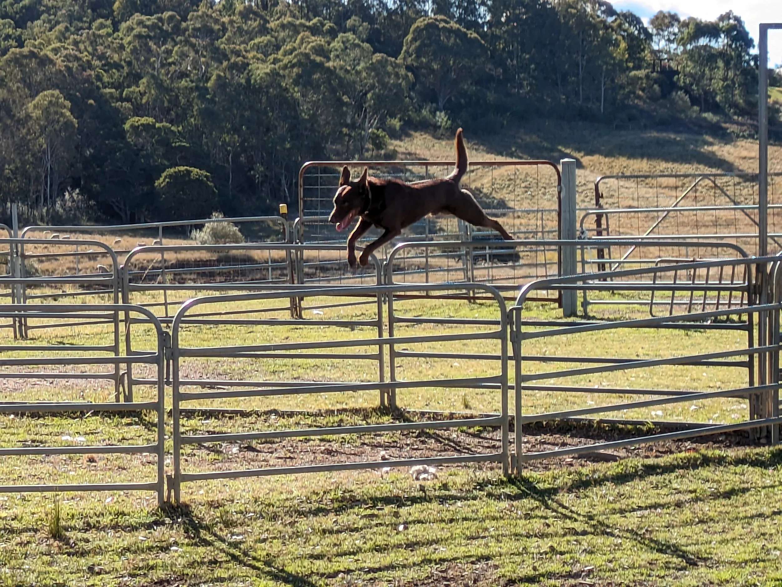 Watch an Australian dog show