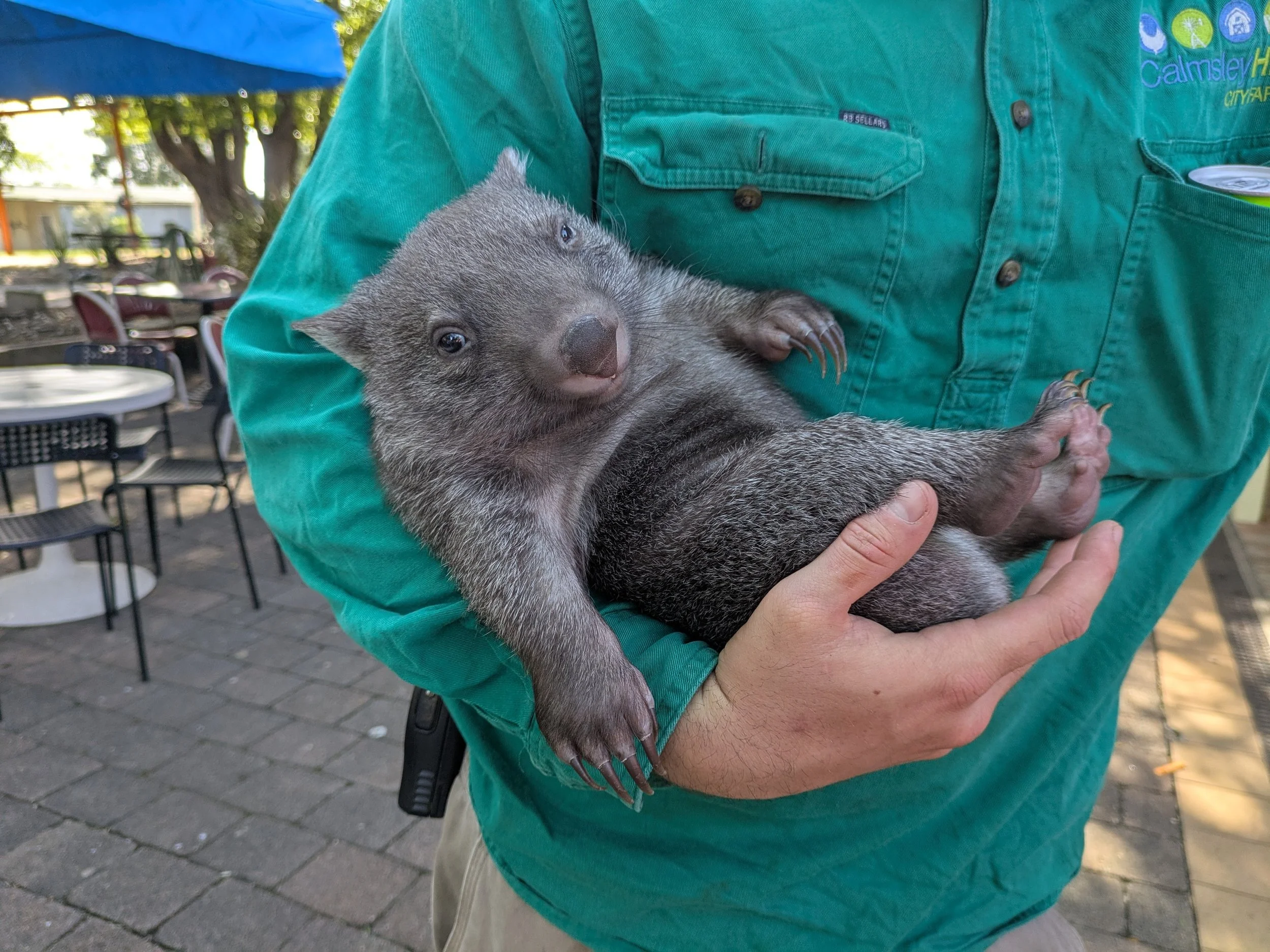 Baby joey wombat