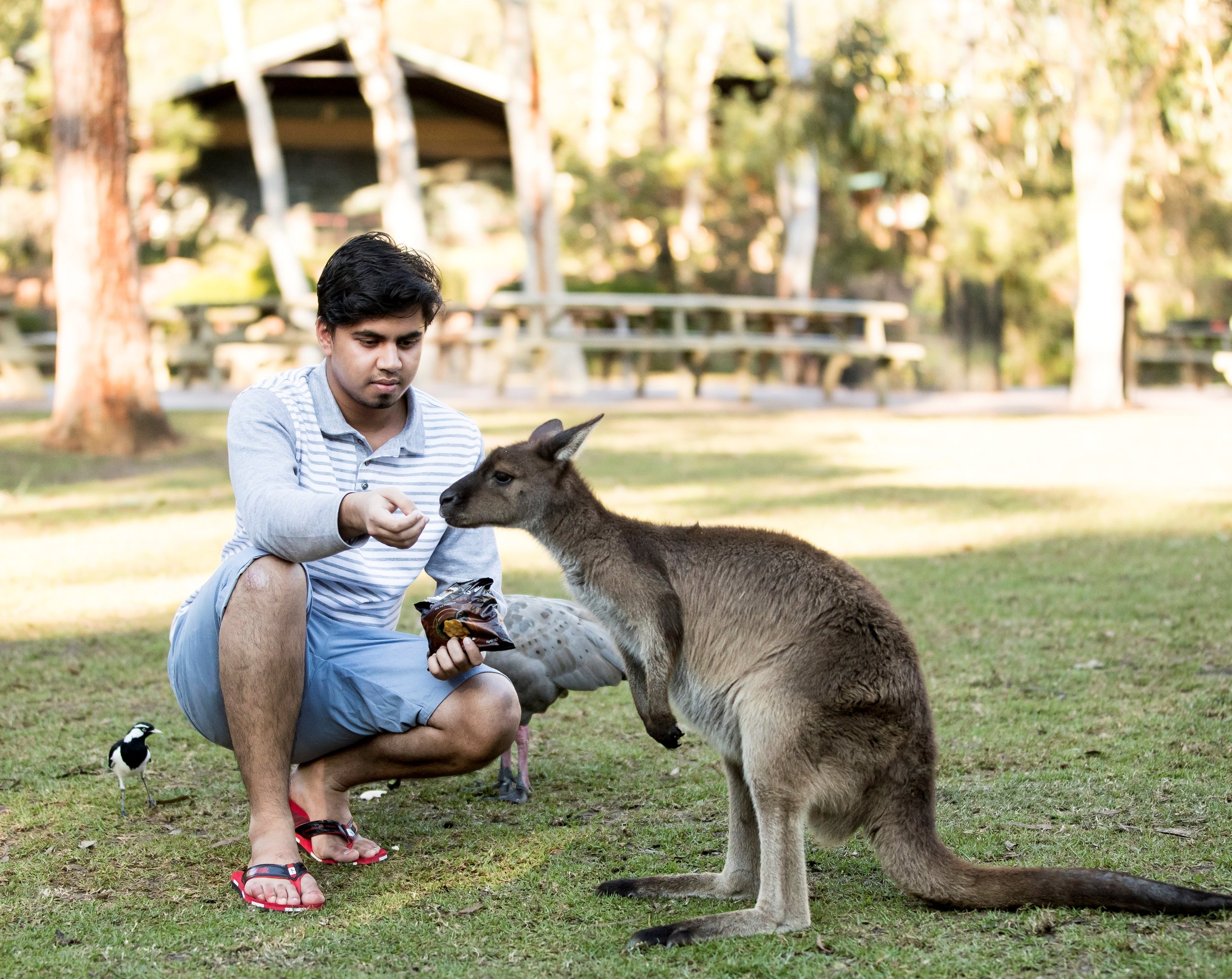 Feed kangaroos on a Hunter Valley tour