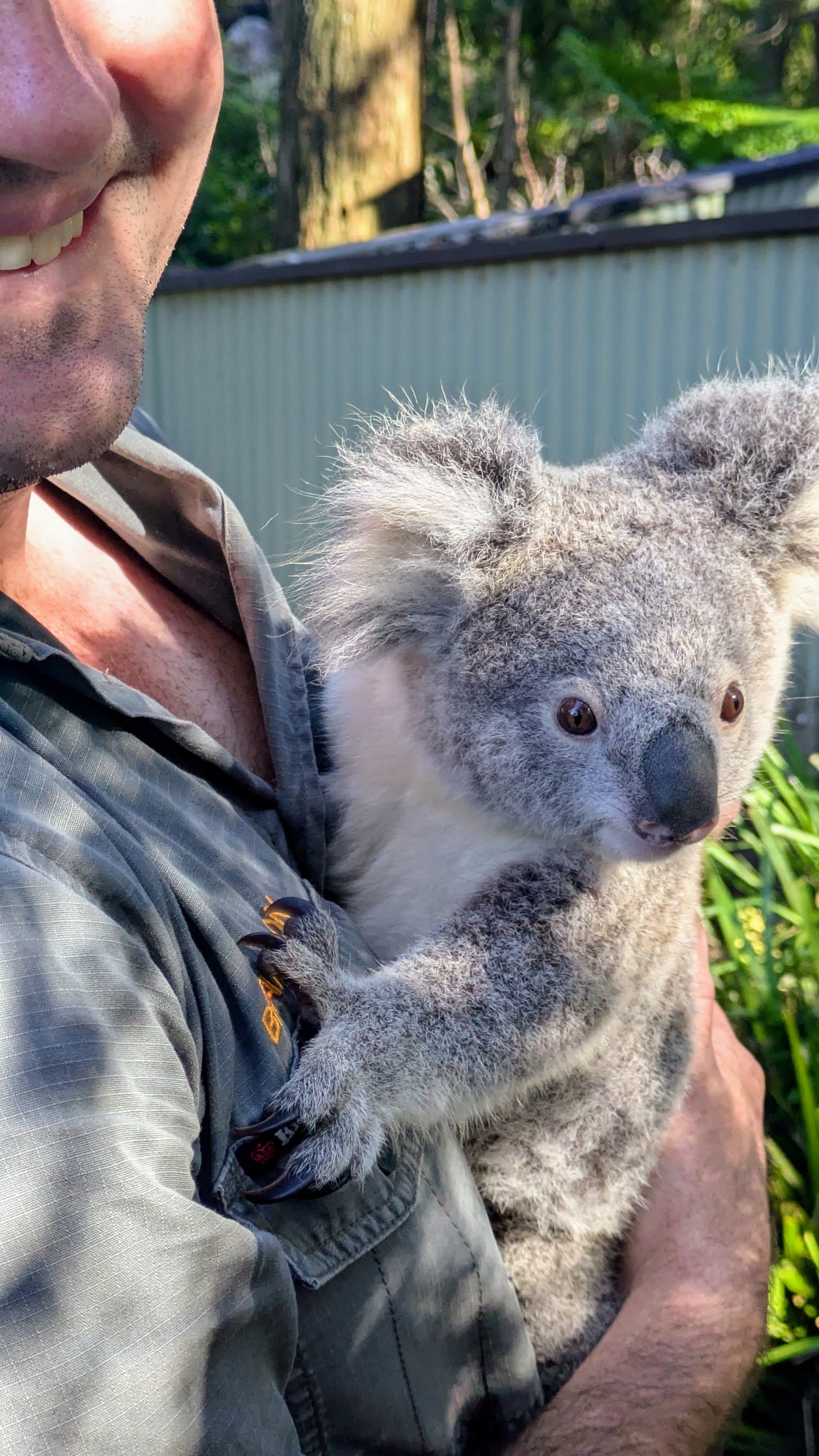 Get up close to koalas