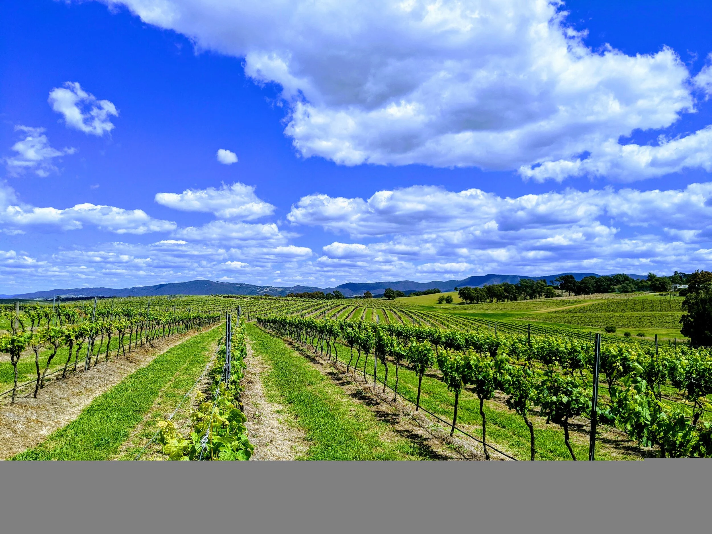 Vineyard tour from Sydney