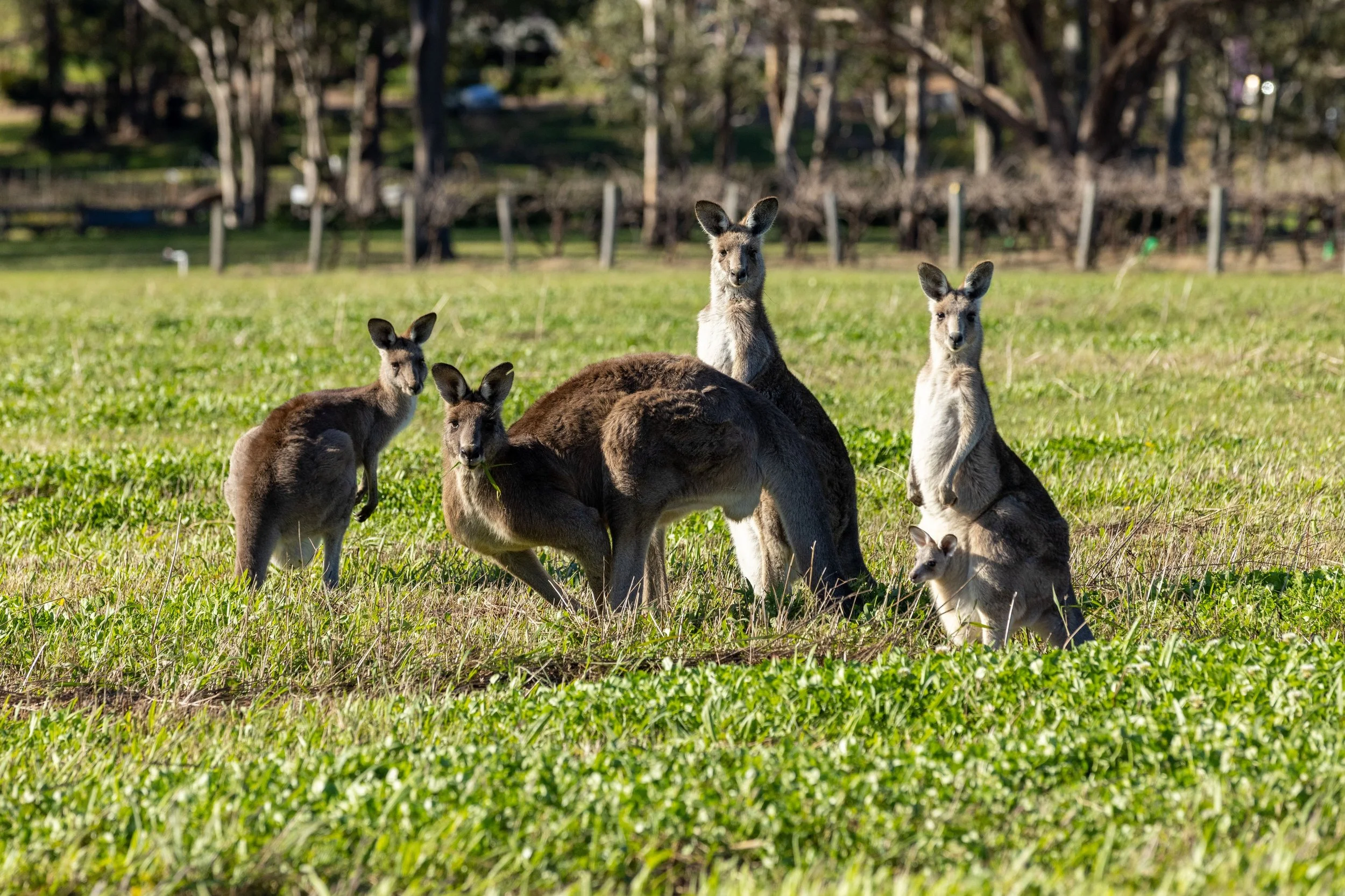 Wild kangaroos with mother and young joey grazing in a grassy field on a Hunter Valley day tour