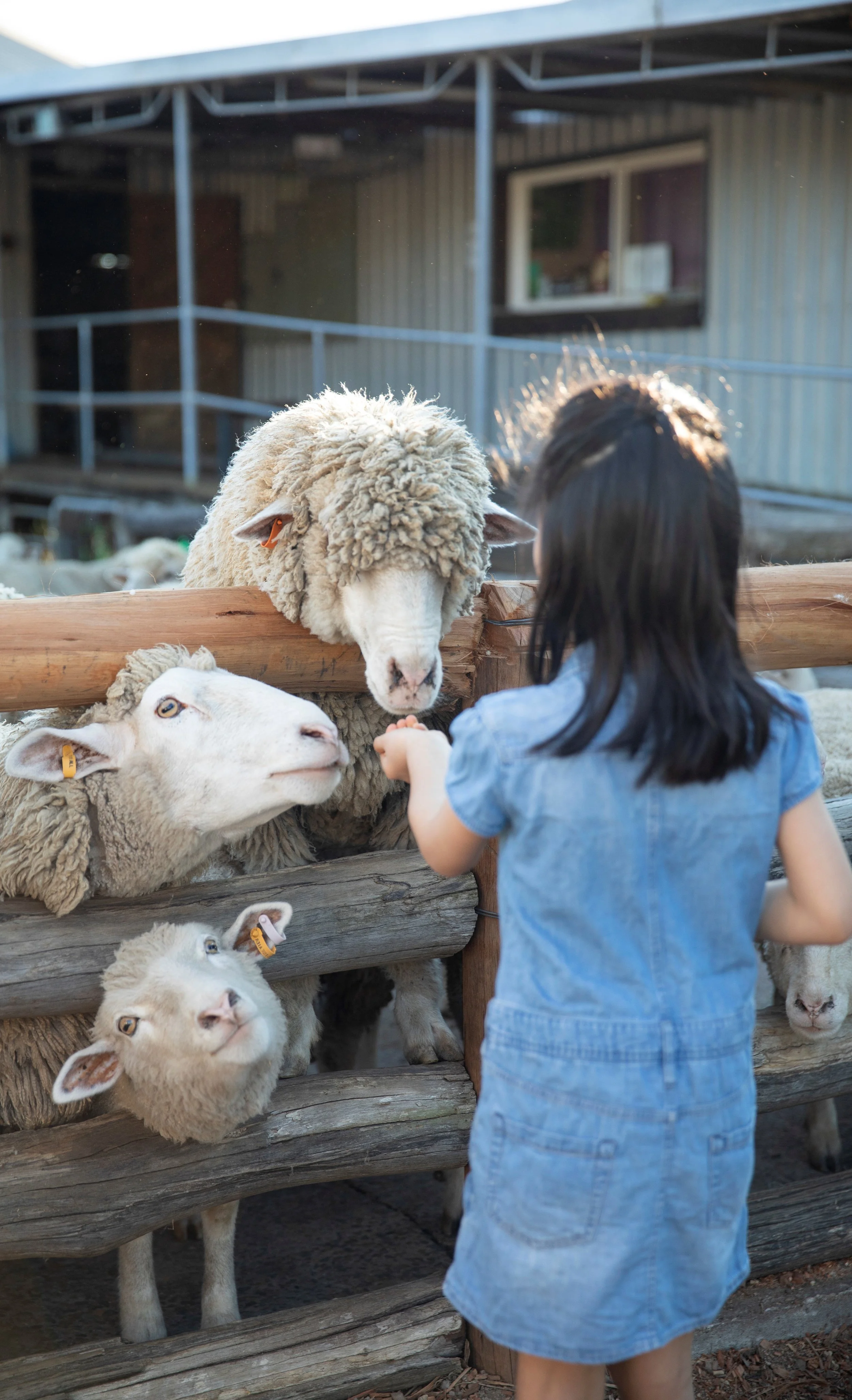 Hand feed sheep, goats, camels and chickens on a Sydney farm tour