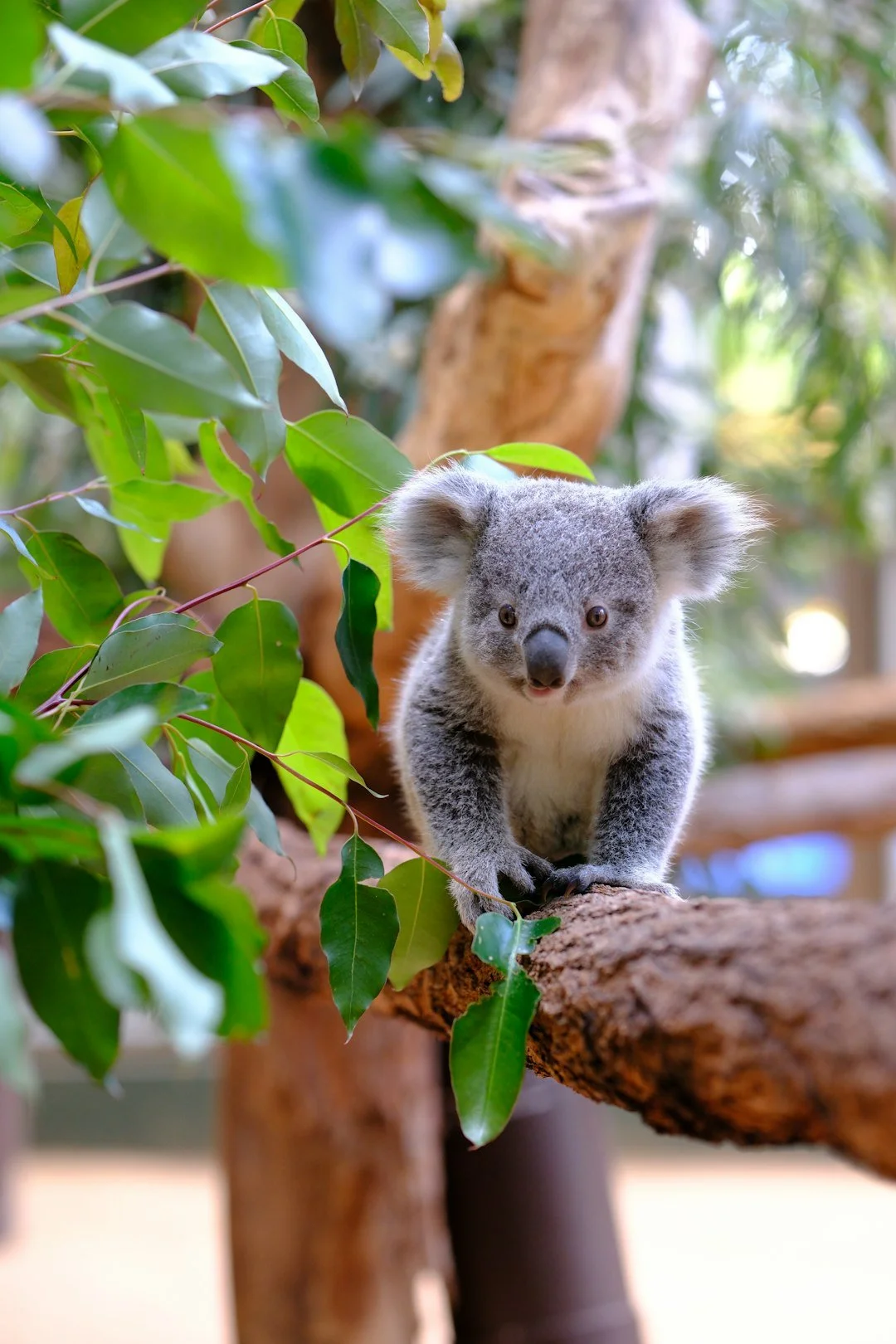 koala-encounter-private-sydney-tour.jpg