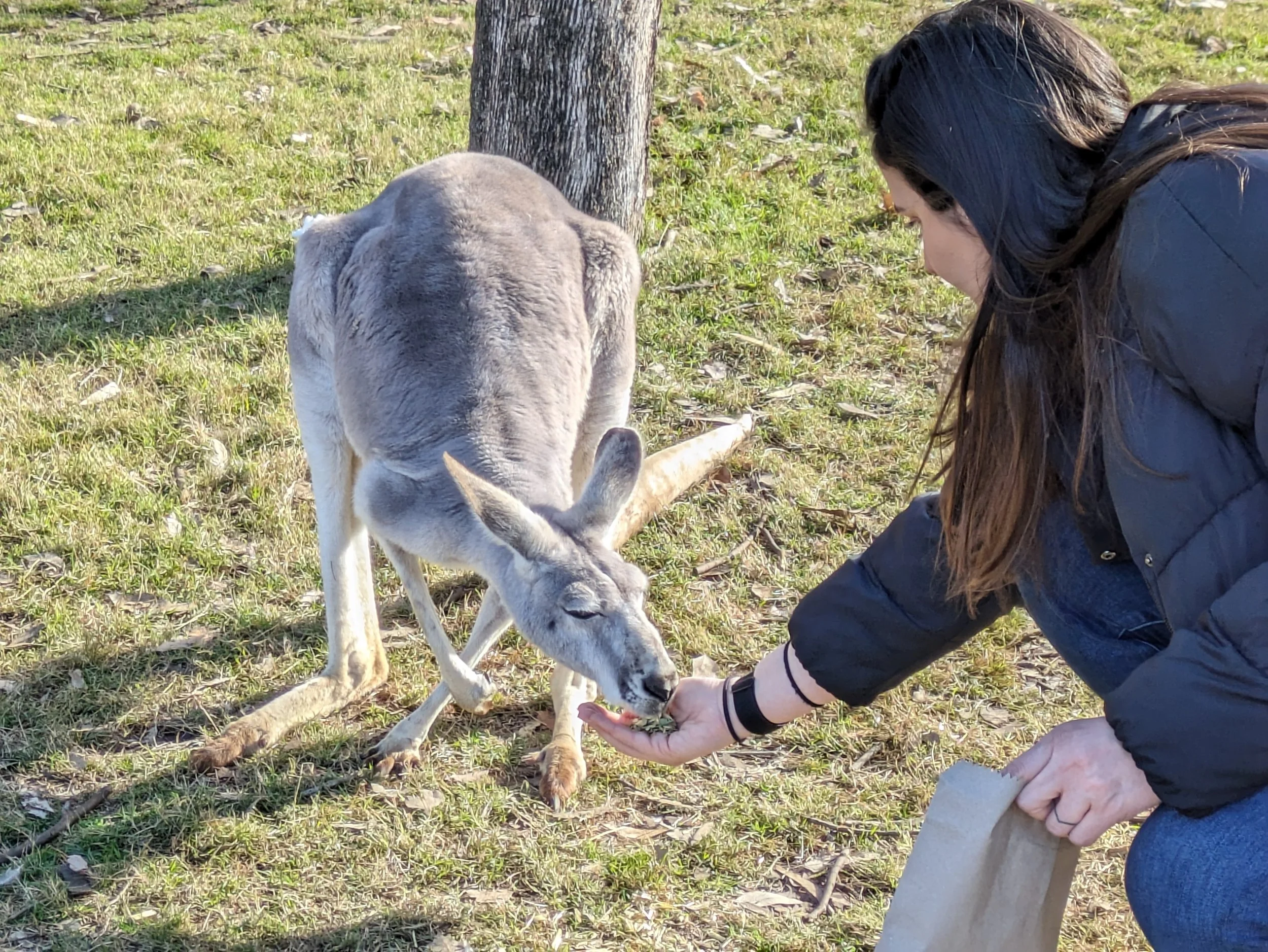 Feeding a kangaroo on a farm