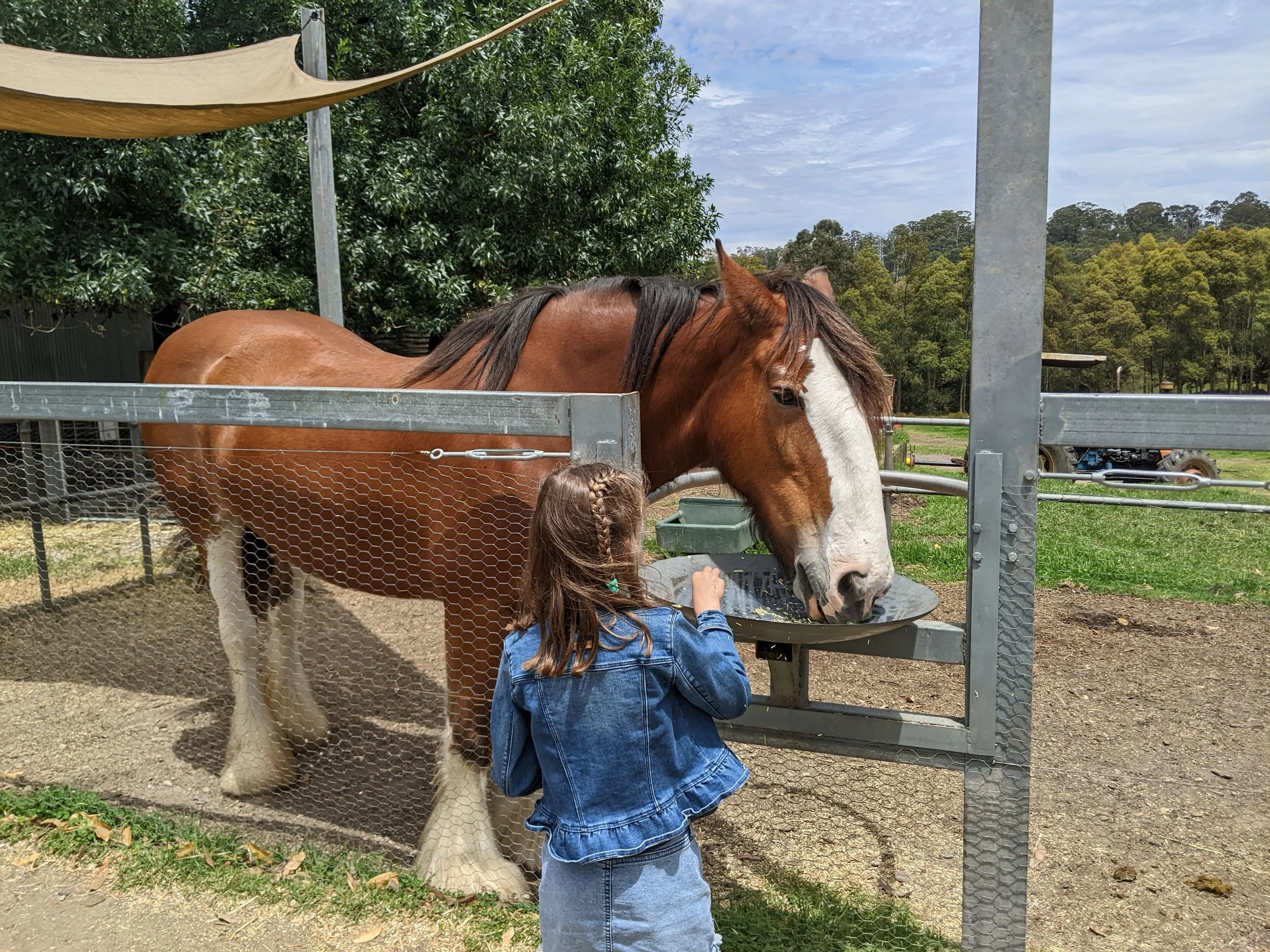 Feeding a horse on a Sydney Farm