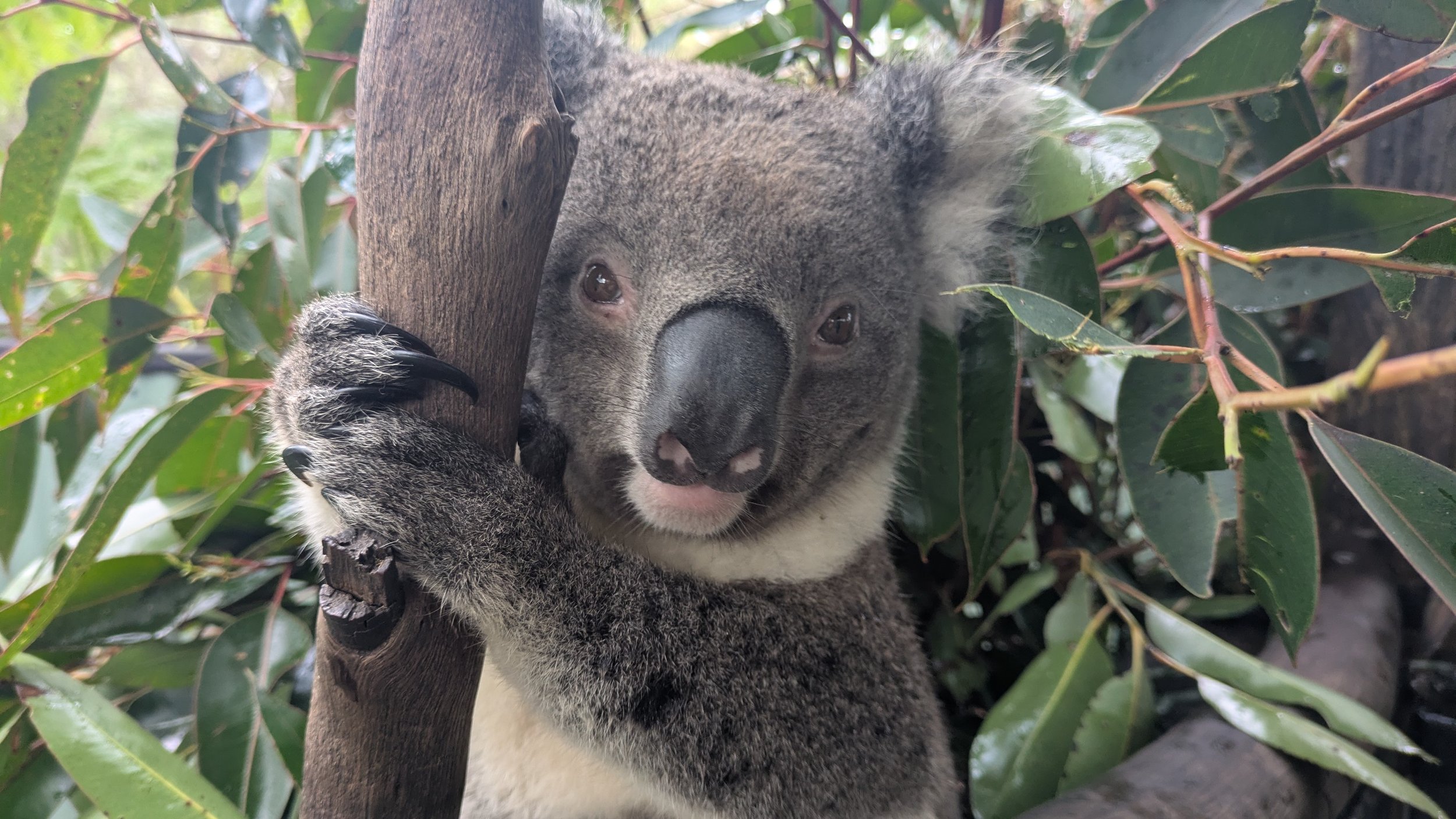 Unmissable Koala encounters
