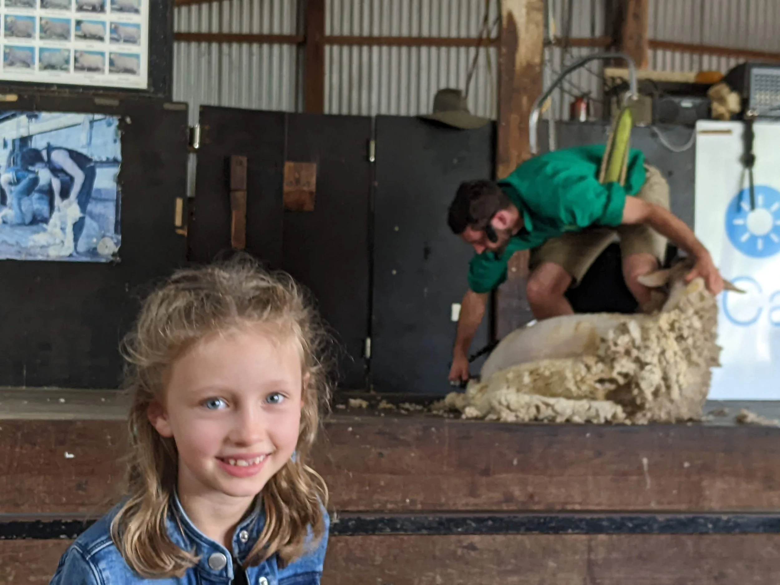 Sheep Shearing in Sydney
