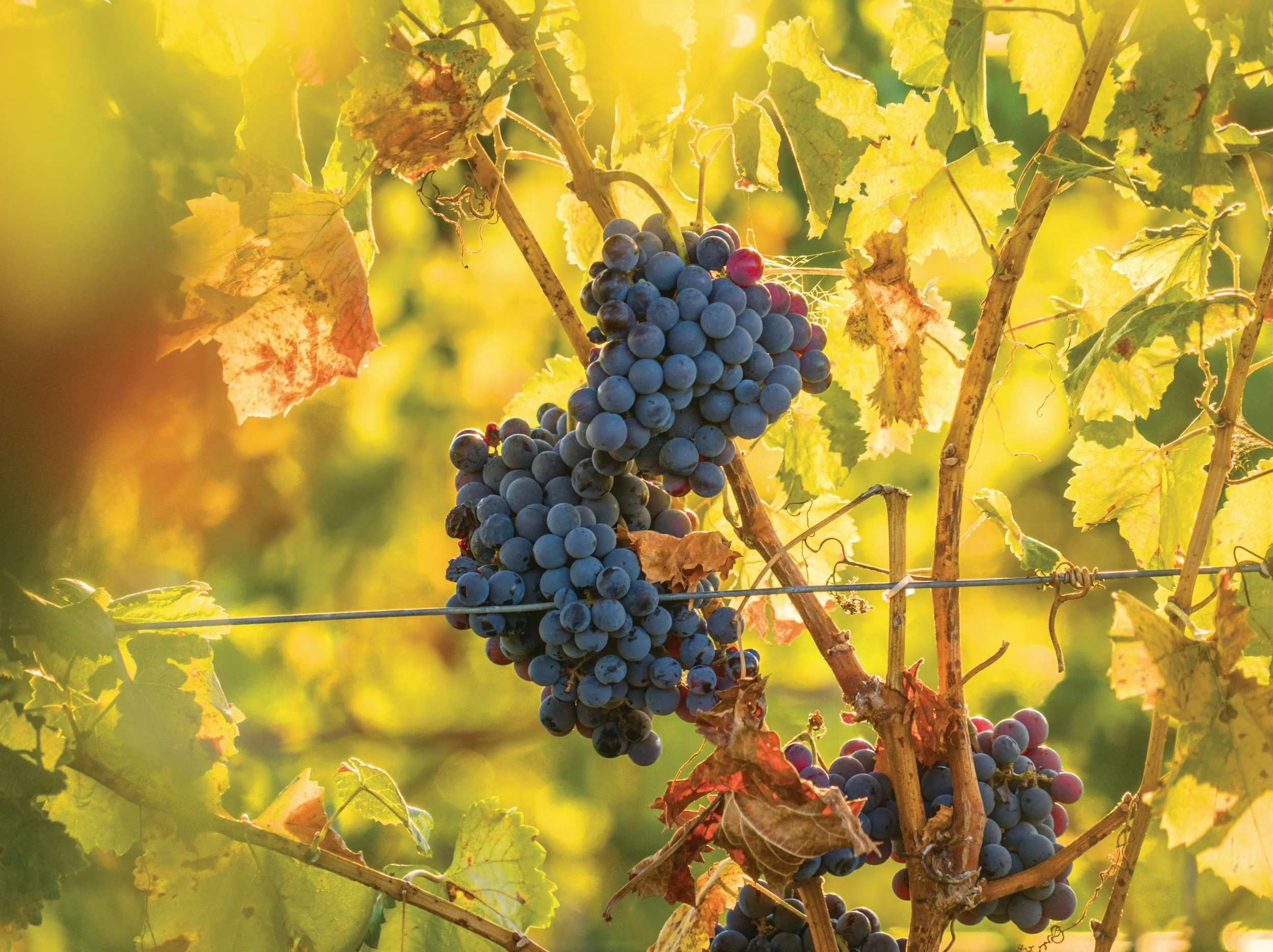 wine grapes South Cst.jpg