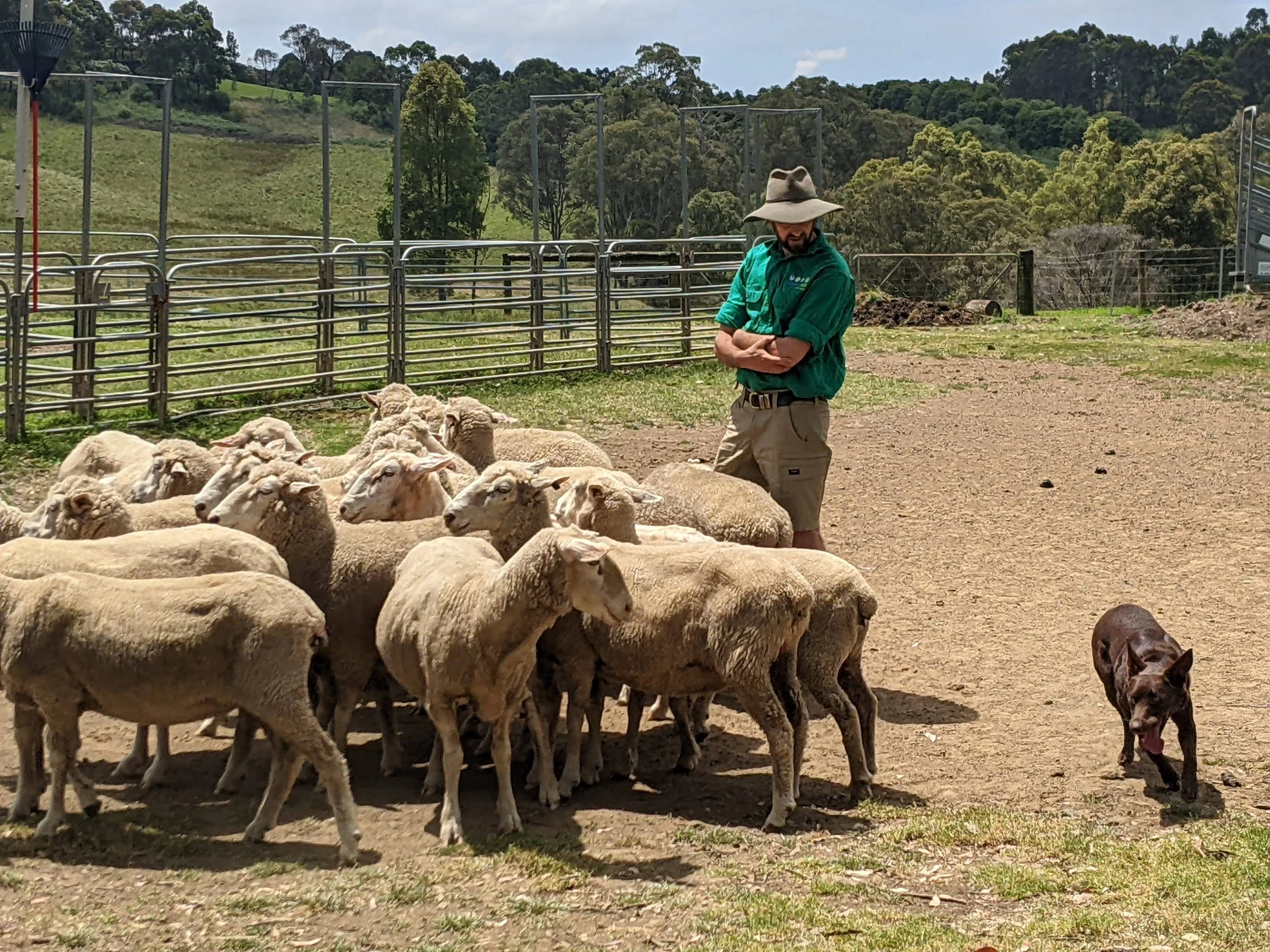 Australian dog on sheep farm