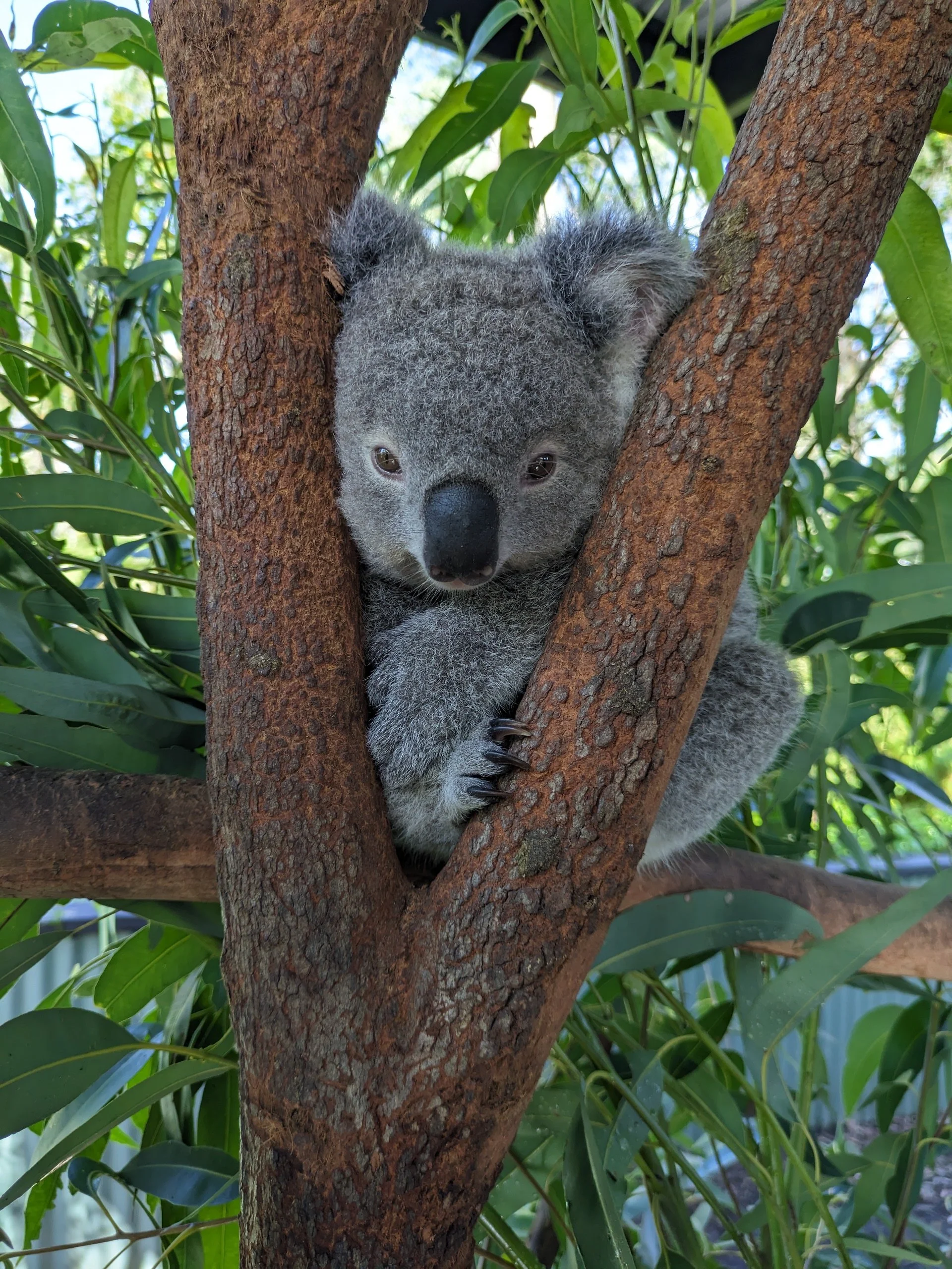 joey-koala-private-sydney-tours.jpg