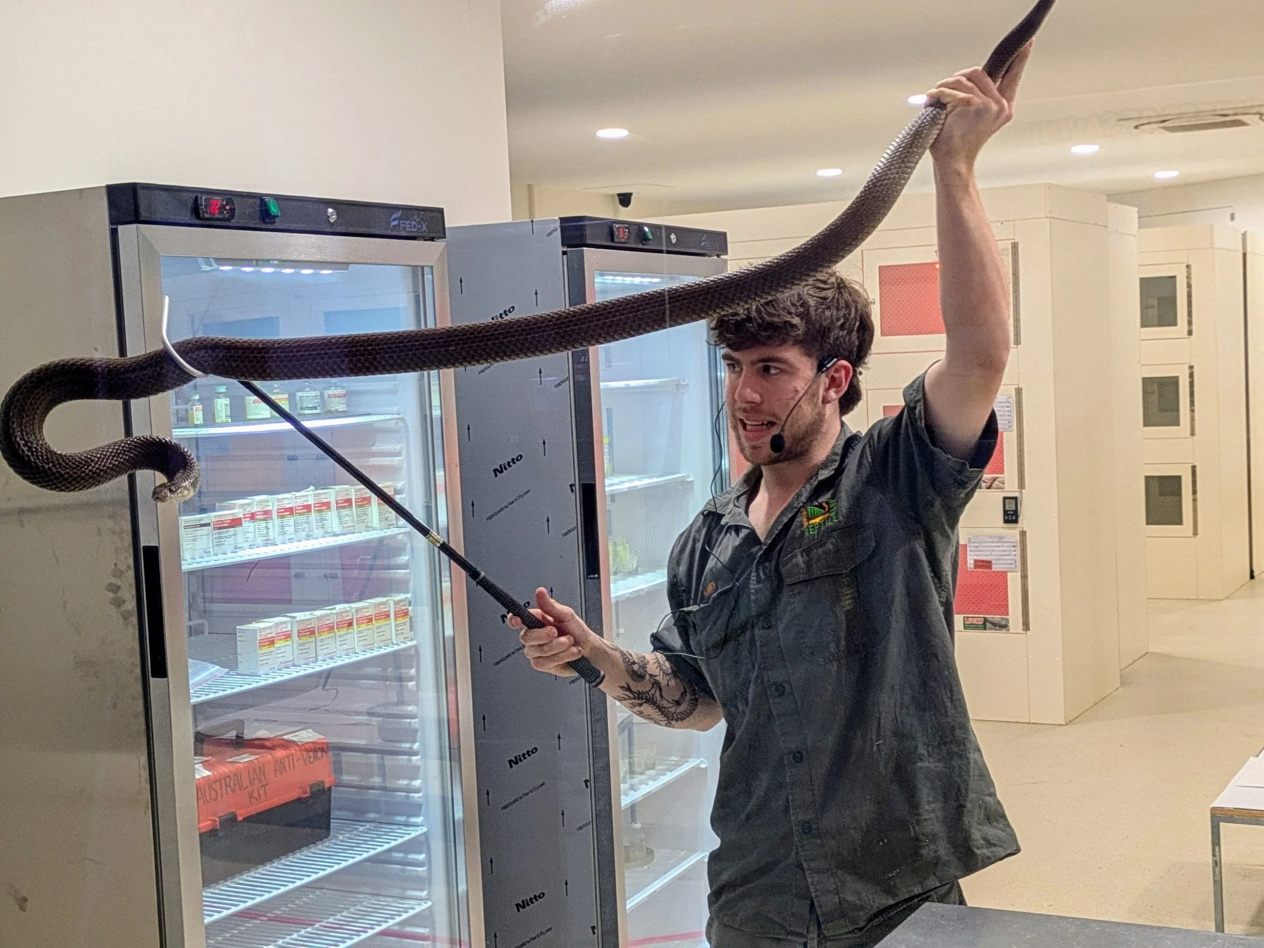 Snake venom extraction