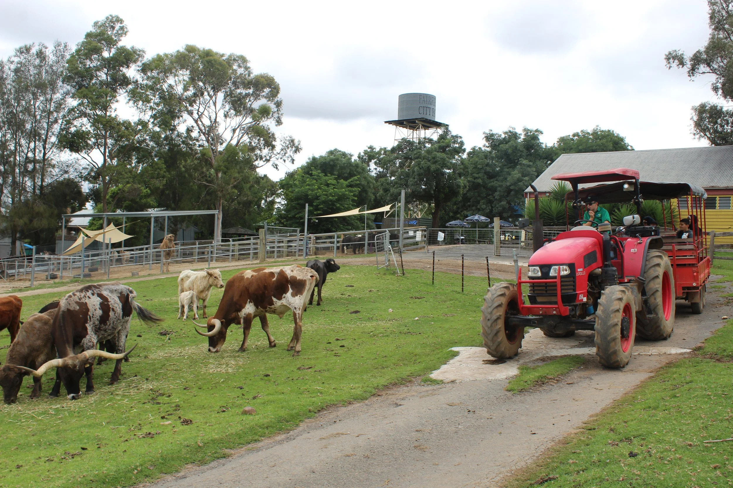 See the farm animals from a tractor