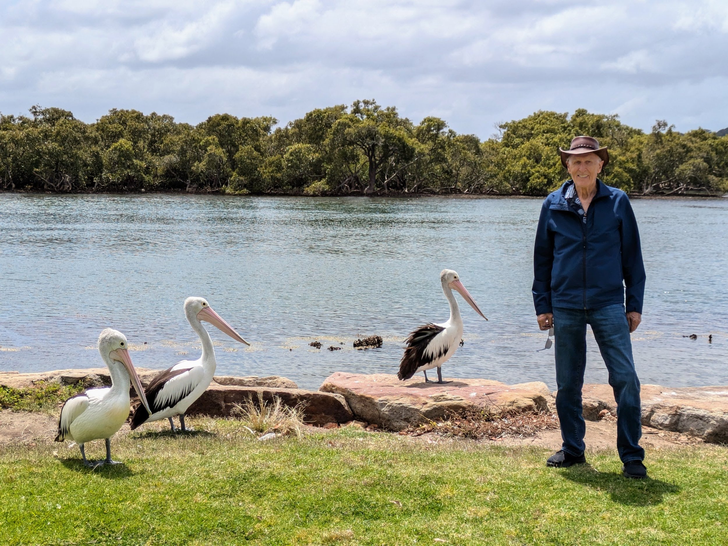 Close encounters with wild pelicans