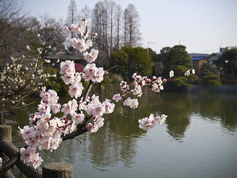 Himonya sakura by Jacob Ehnmark