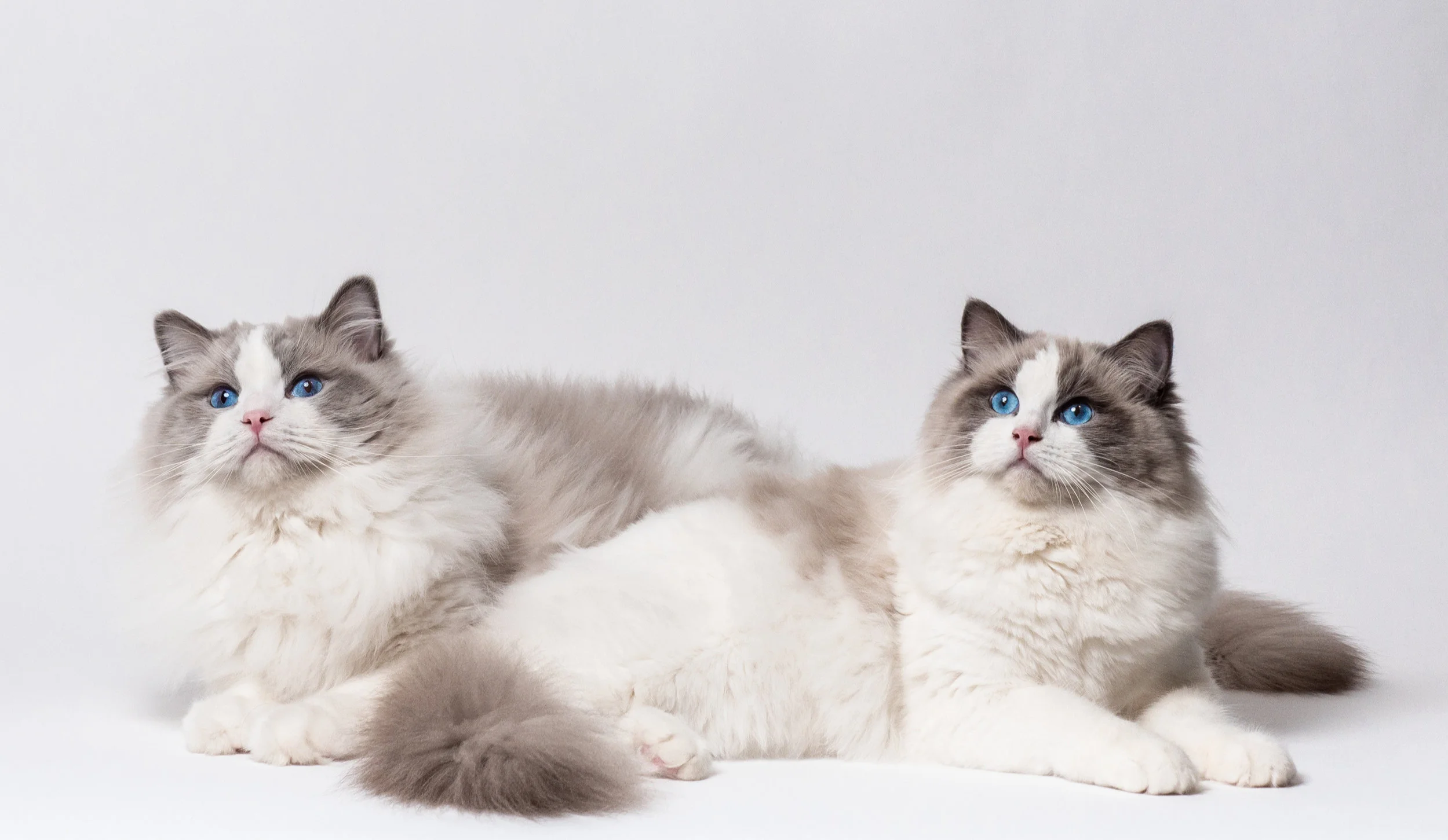 Ragdoll Islands | Ragdoll Kittens | Southwest Florida