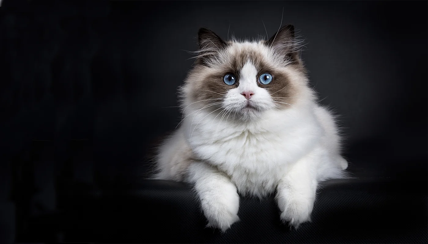 declawed ragdoll cat for adoption