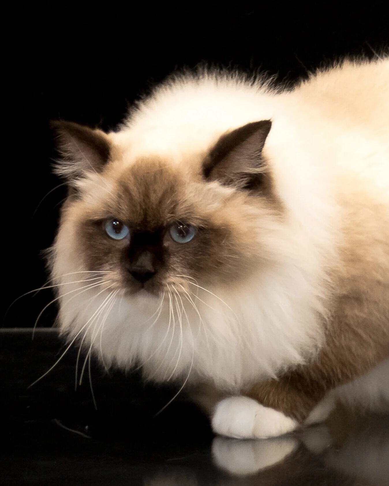 himalayan ragdoll cat for sale
