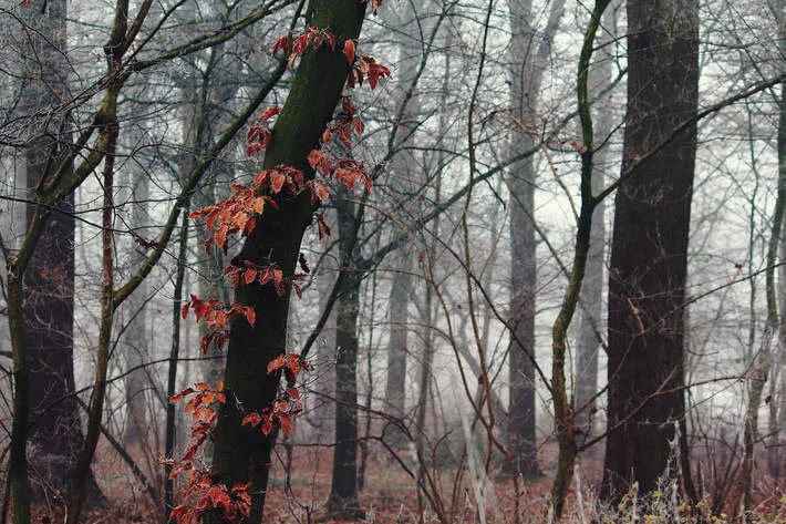 fog-1901410-1920_1.jpg