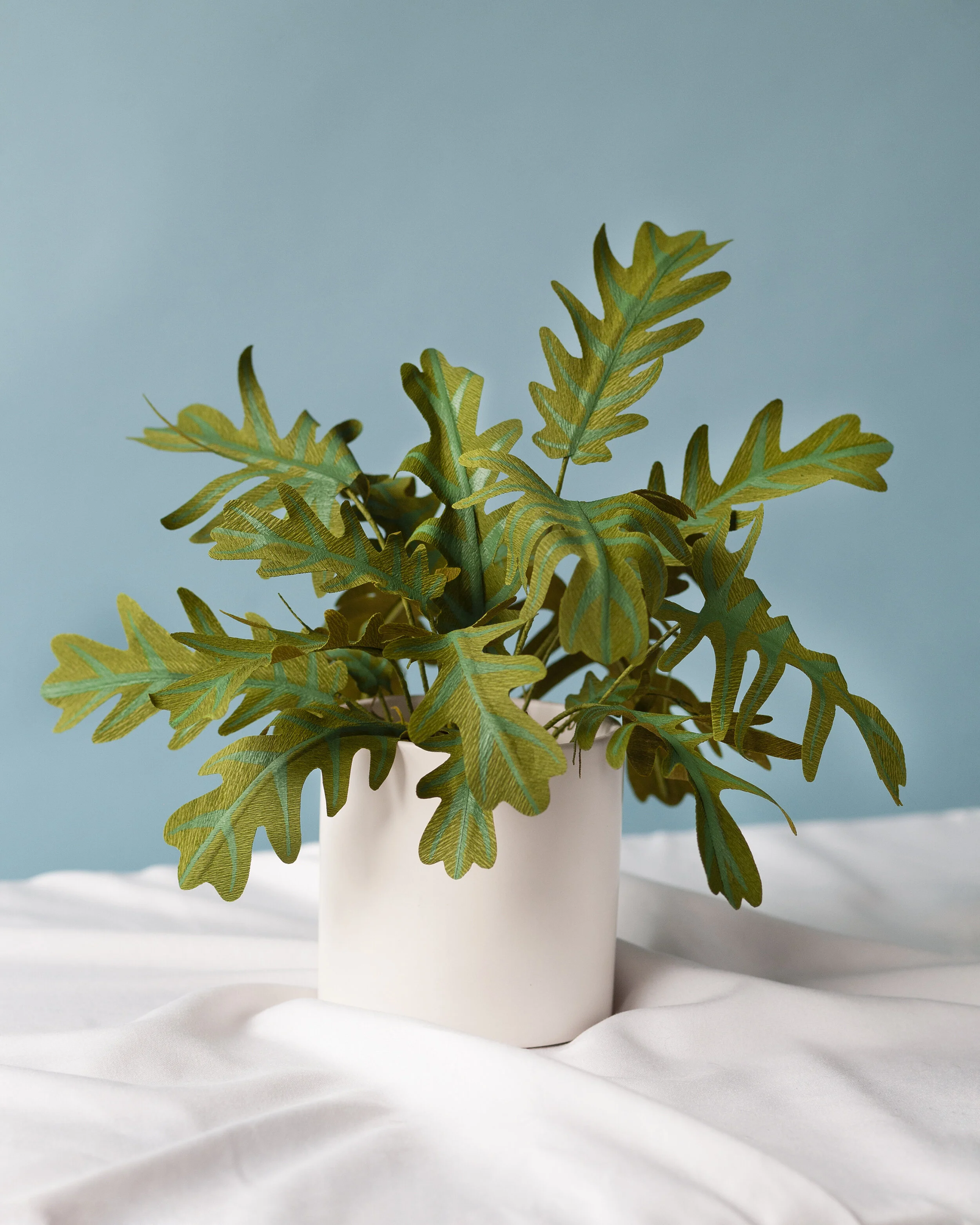 Philodendron Paper Plant