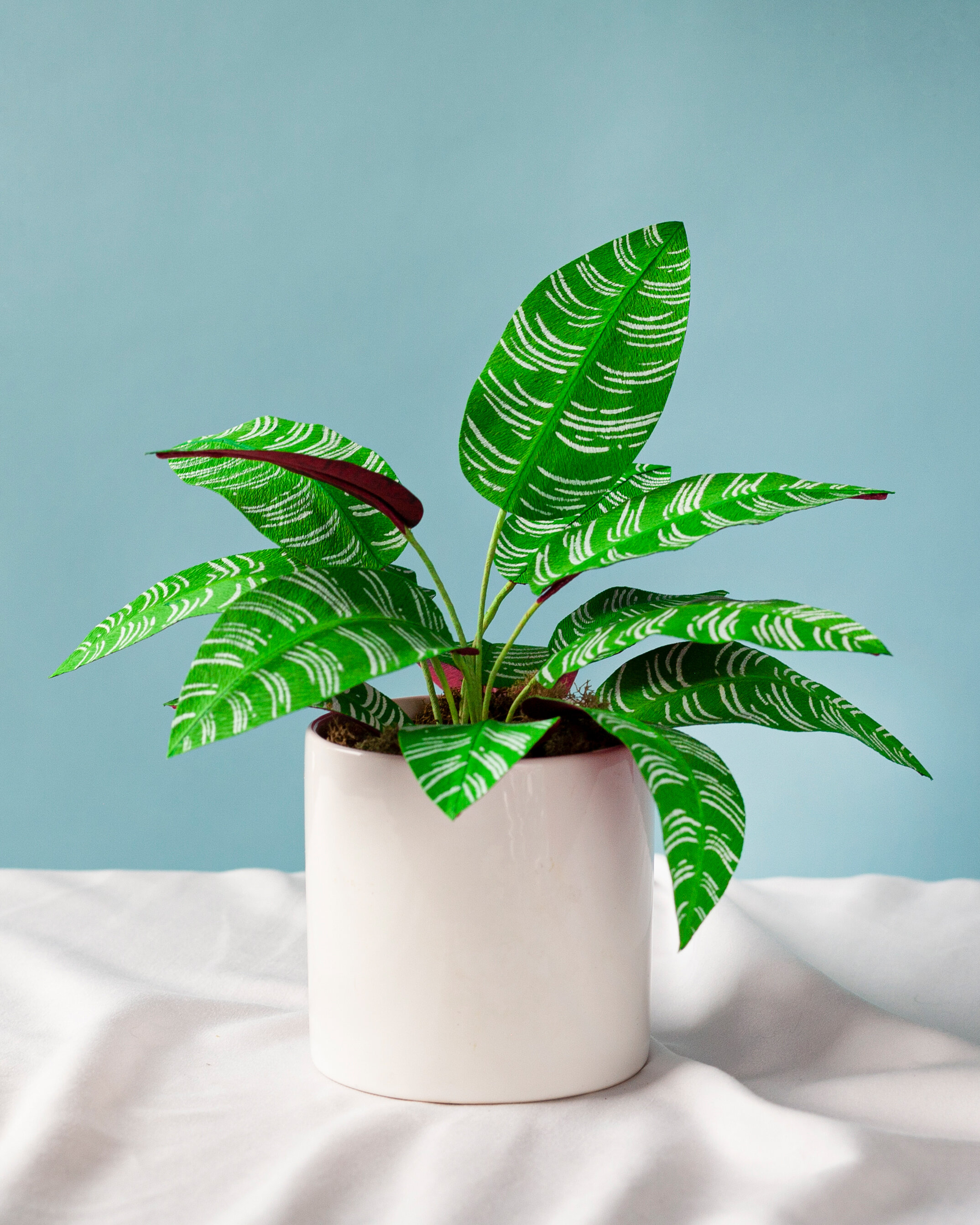 Calathea Paper Plant