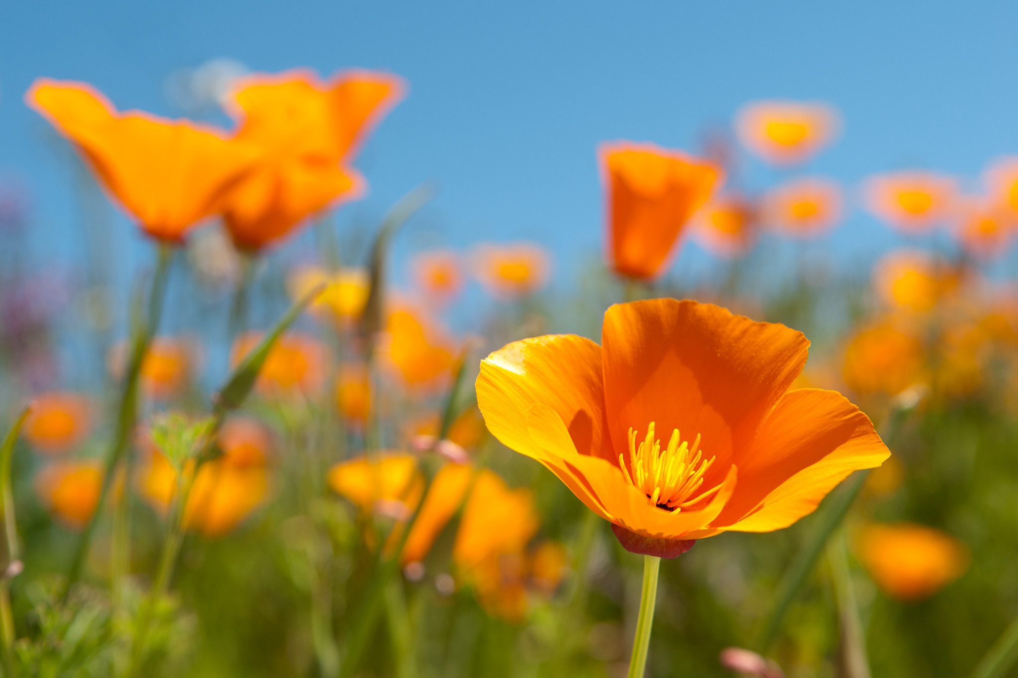 Californian-poppies.jpg