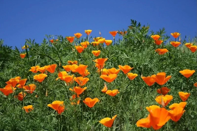 California_poppy-Multiple.jpg
